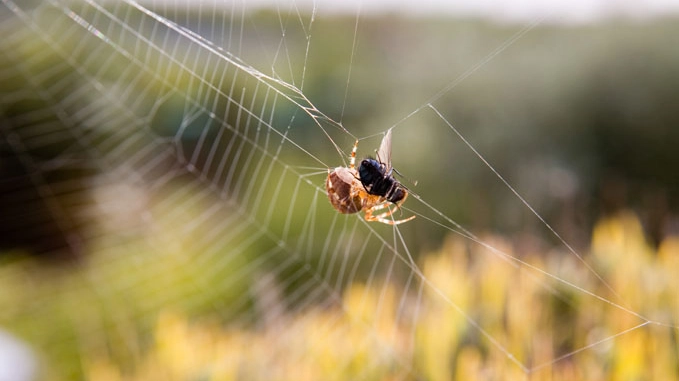 Un ragno mentre cattura la sua preda (Foto: Taylor Kennedy/Alamy)