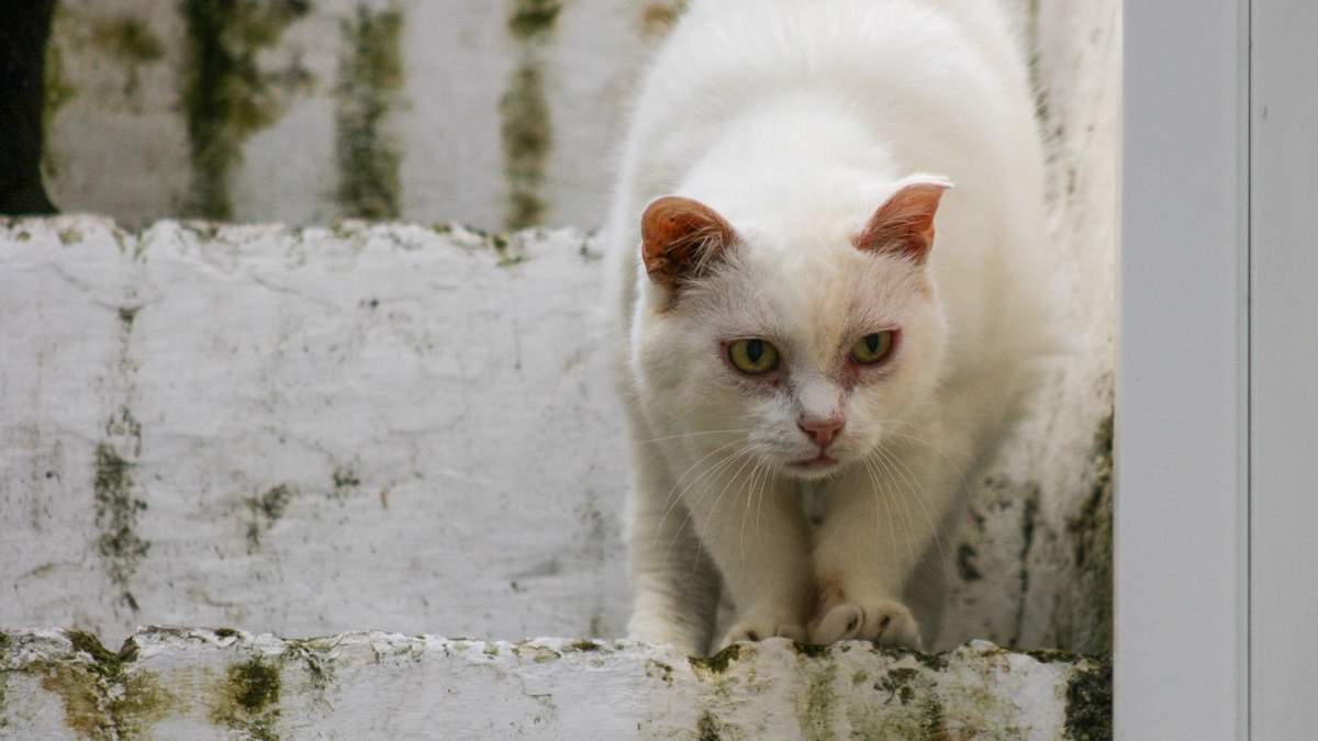 Gatto bianco (Foto L.Gallitto)