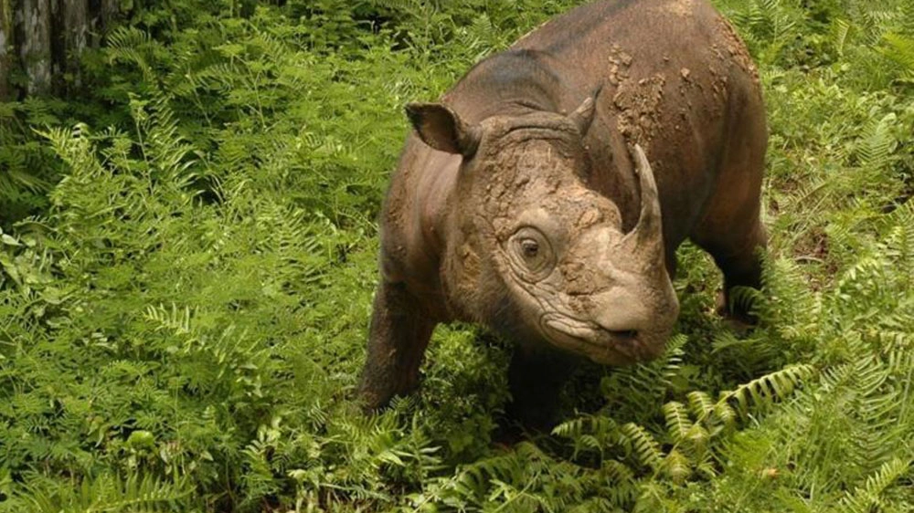 Foto: WWF-Malaysia/Borneo Rhino Alliance