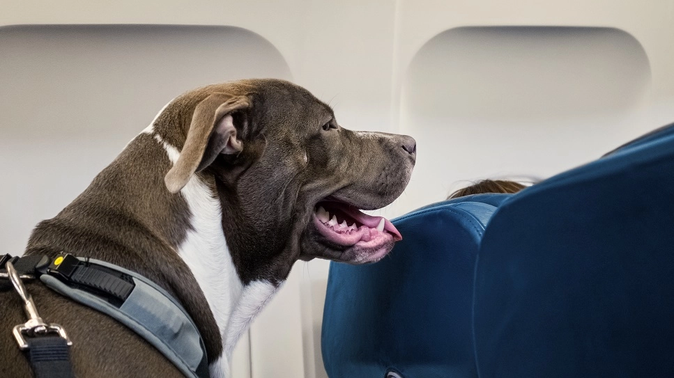 Un cane a bordo di un aereo