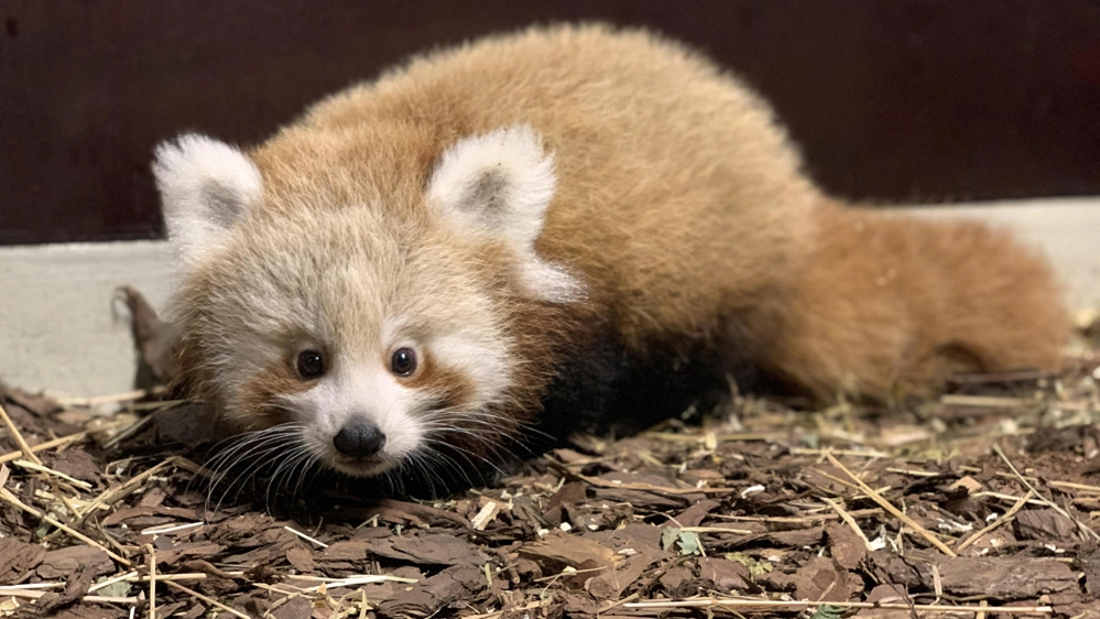 Il cucciolo di panda rosso nato al Tierpark Berlin - Foto: ANSA/EPA/TIERPARK BERLIN