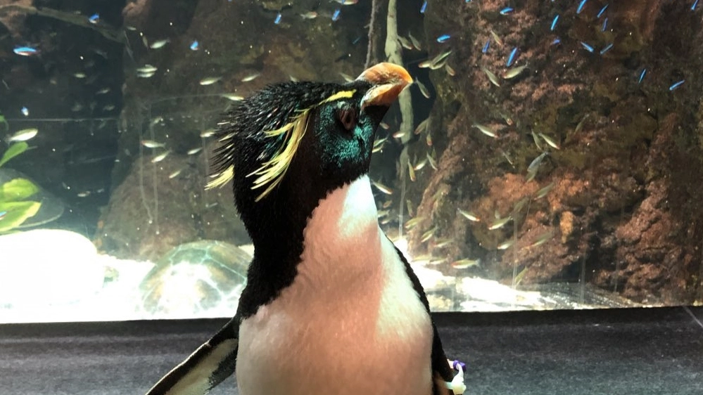 Il pinguino Wellington dello Shedd Aquarium - Foto: twitter/shedd_aquarium