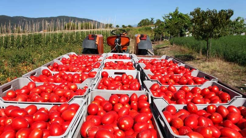Foto generica di una raccolta di pomodori