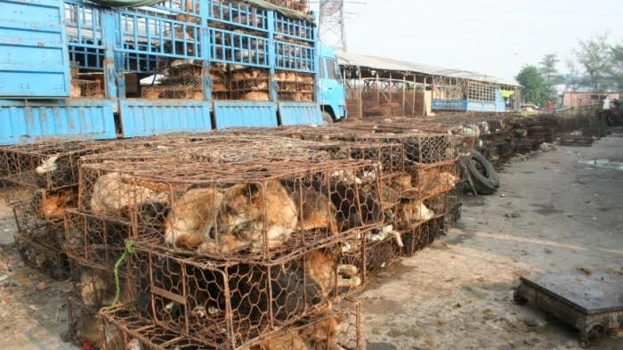 Cani pronti ad essere uccisi a Yulin