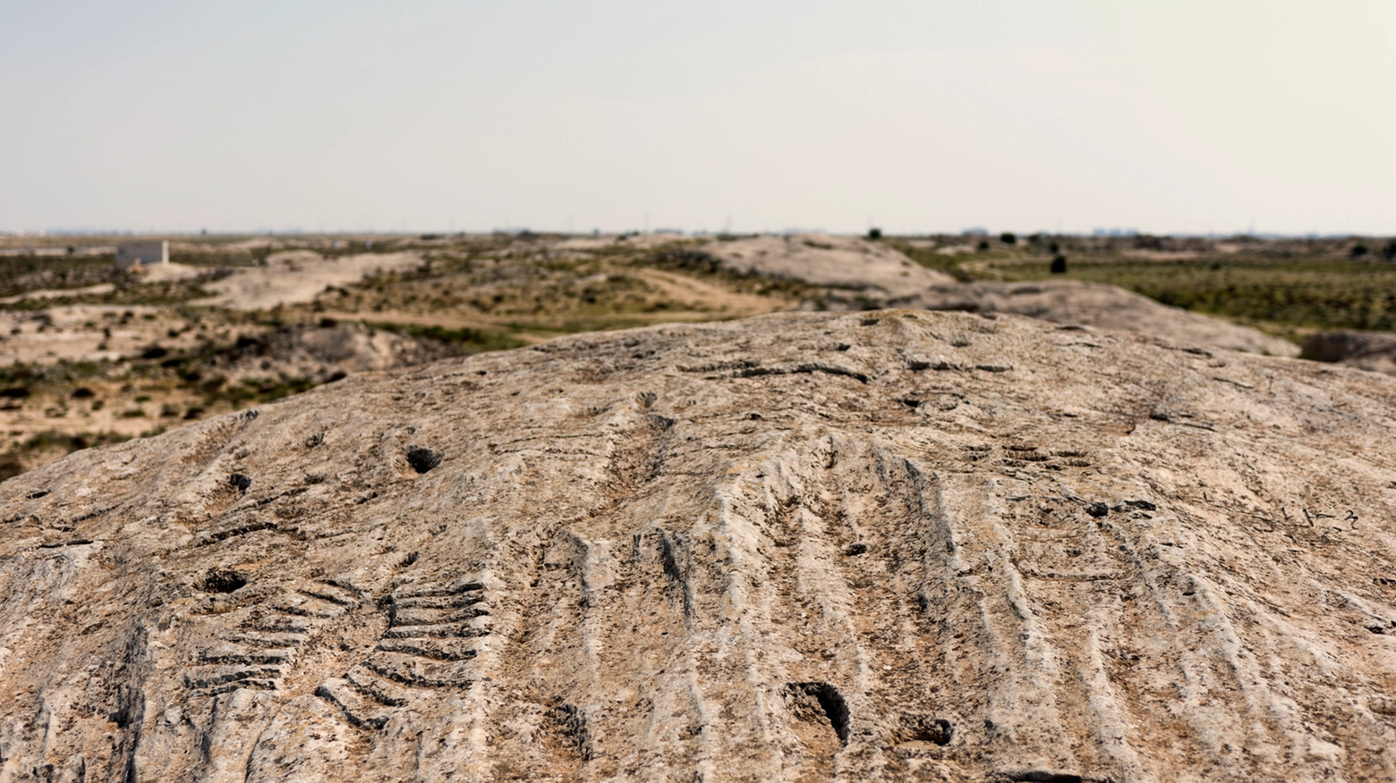 I petroglifi nel deserto del Qatar, ad Al Jassasiya