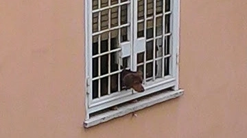 Cane si sporge dalla finestra in una foto Aidaa