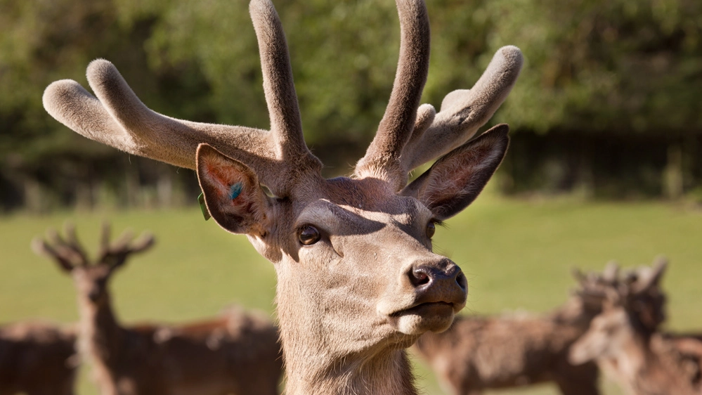 Le corna del cervo, utilizzate come ingrediente di una birra- Foto: Photoimagesnz/iStock