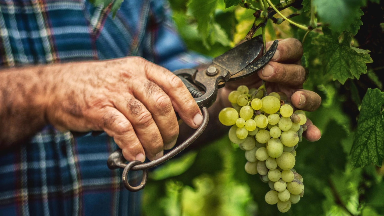 Export in crescita L’Istituto marchigiano di tutela vini: "Merito della qualità"