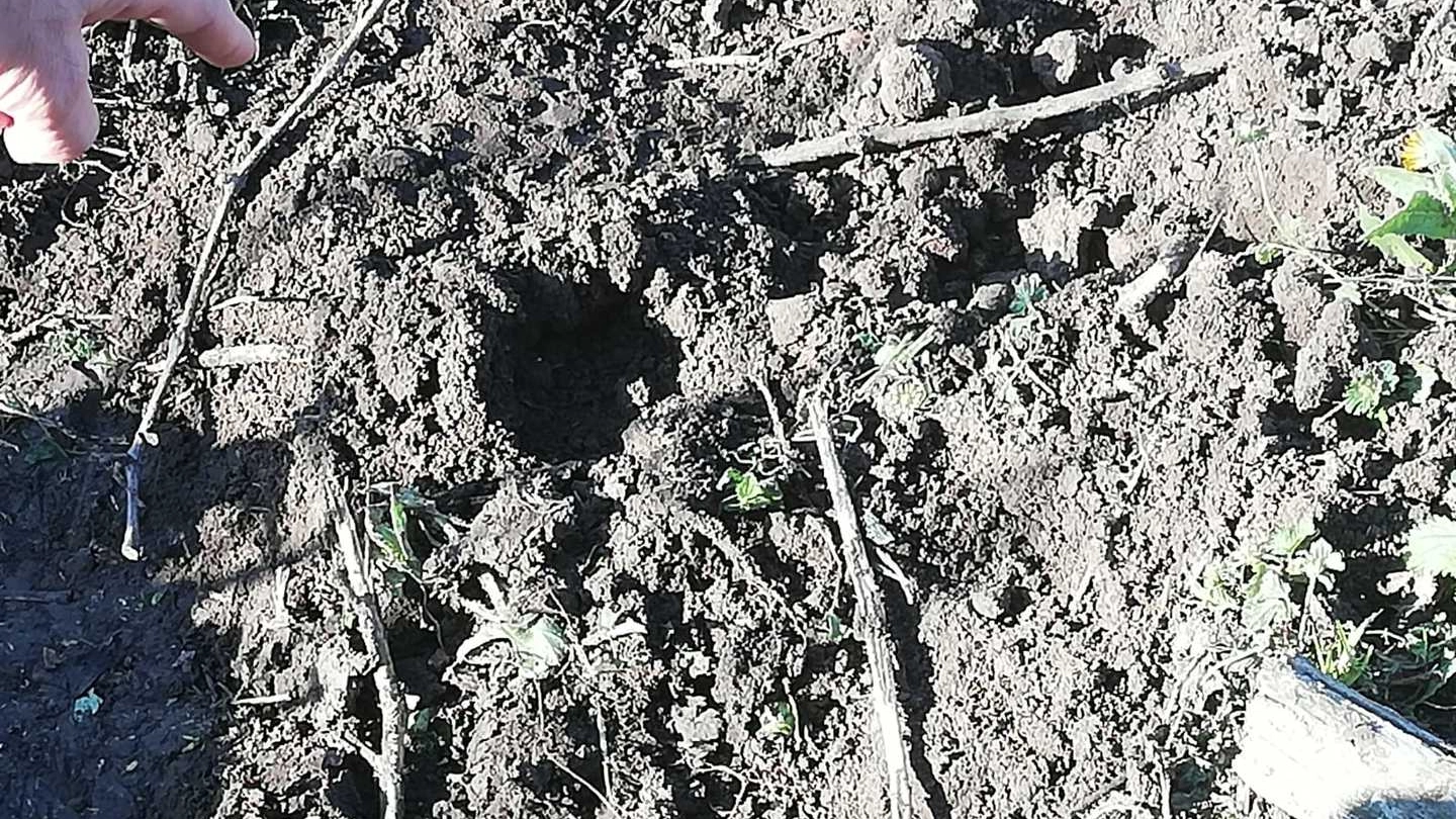 Avvistata pantera a San Severo, le impronte lasciate dall'animale sul terreno (Dire)