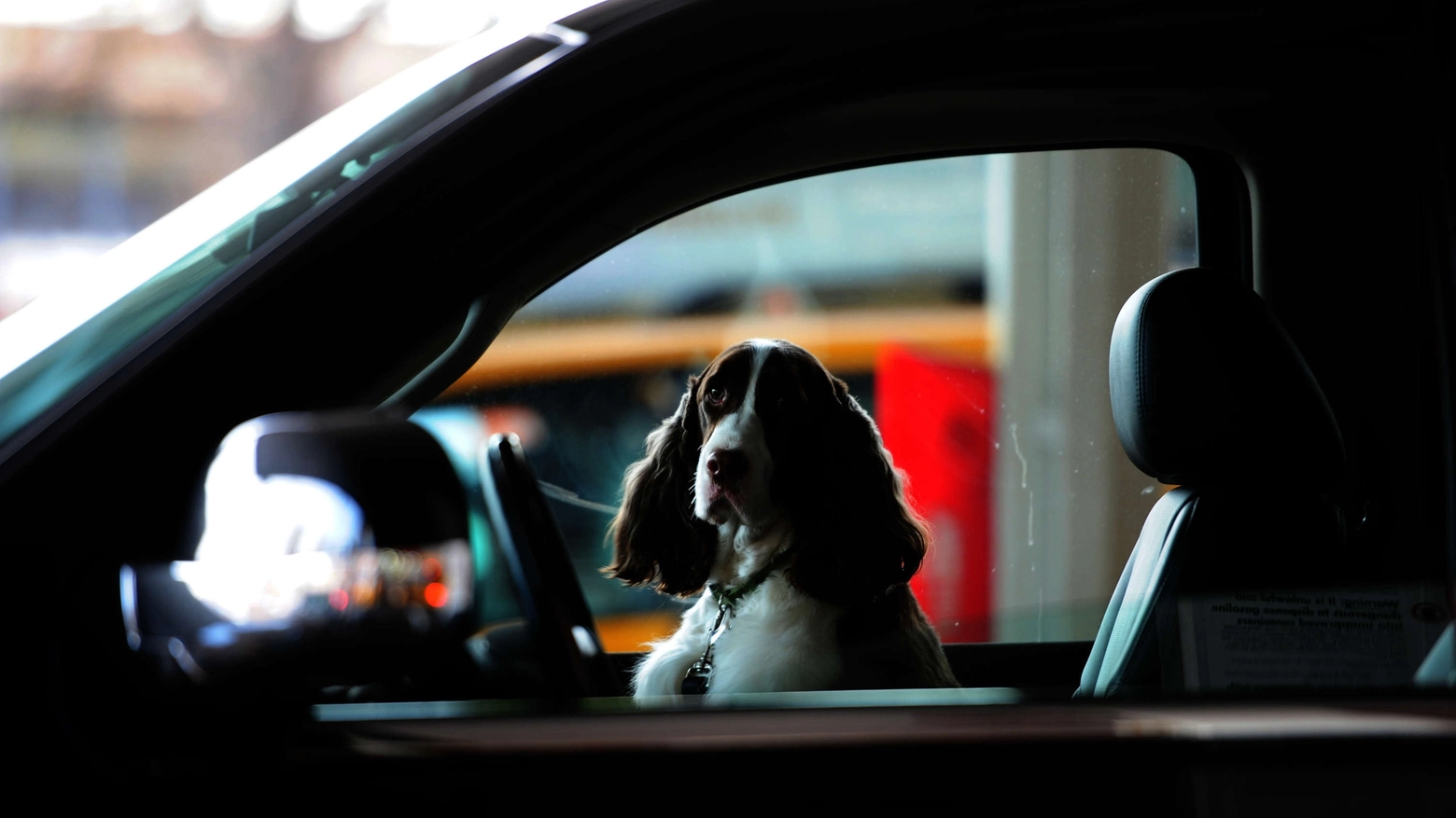 Cane in auto in una foto di repertorio Olycom