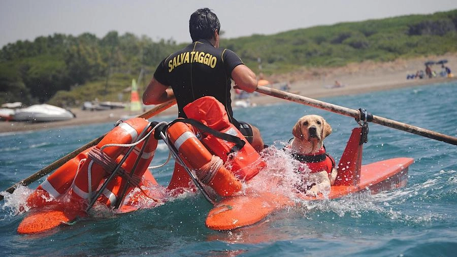 Tragedie in mare: la squadra di soccorso col cane bagnino (Ansa)