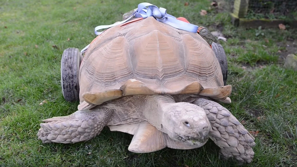 La tartaruga Bert con le sue nuove ruote (Foto: SWNS TV/YouTube)