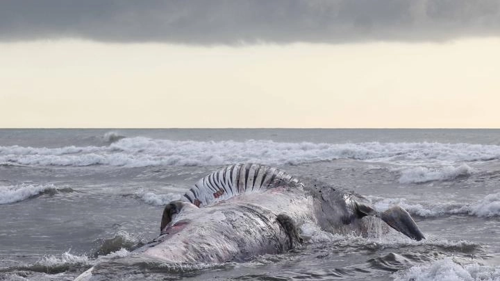 Una balena spiaggiata in una foto di repertorio LaPresse
