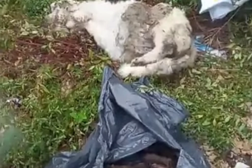 Un frame del video denuncia sui cani morti abbandonati nel napoletano: almeno sei, alcuni cuccioli