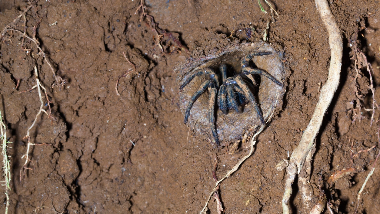 Un ragno nel suo cunicolo (Foto: zstockphotos/iStock)