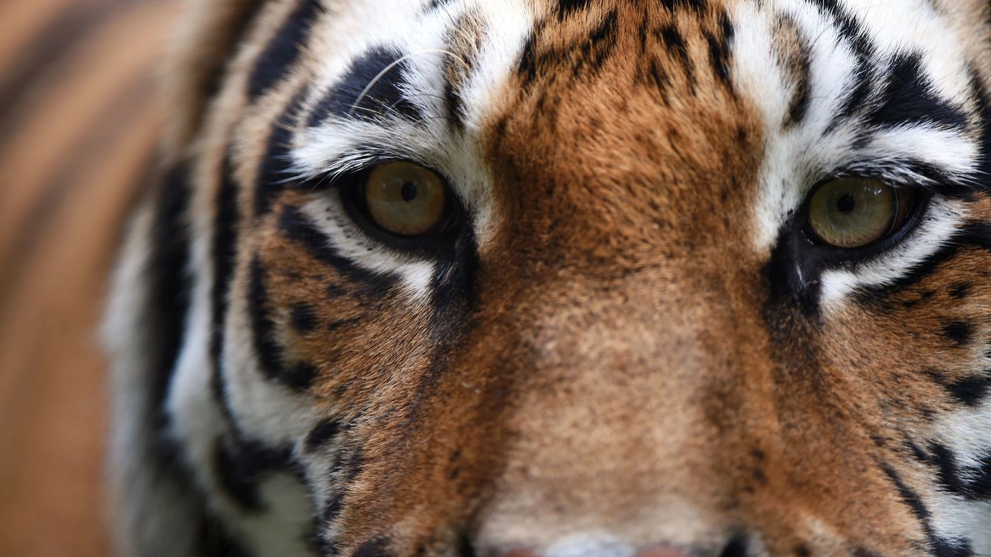 Una tigre (AFP)
