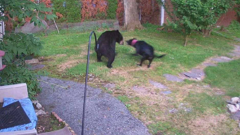 Il cane Riley mette in fuga un orso (Facebook)