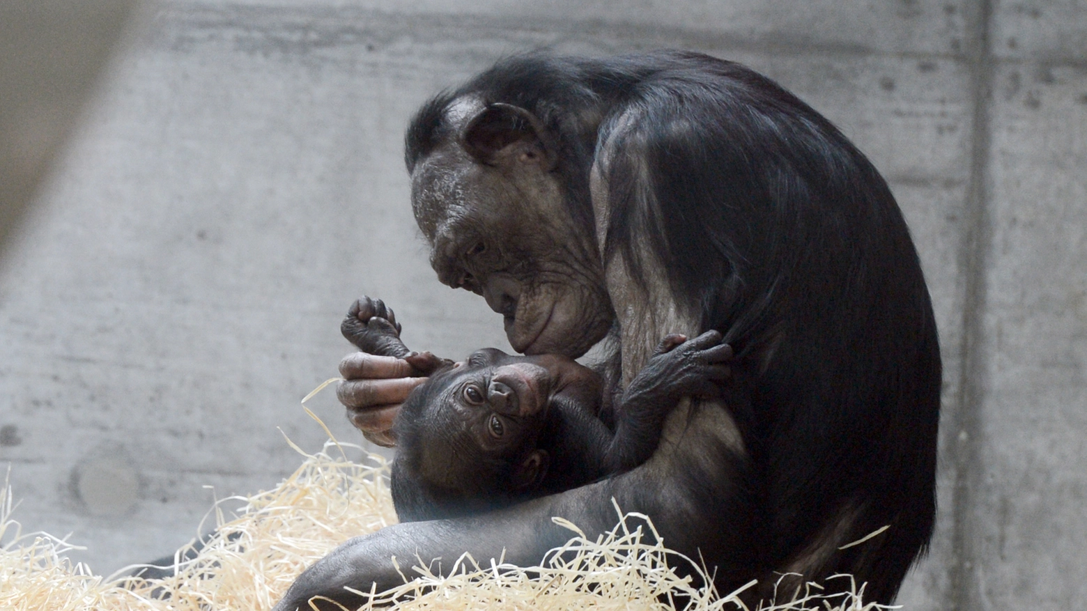 Bonobo con il suo cucciolo (AFP)
