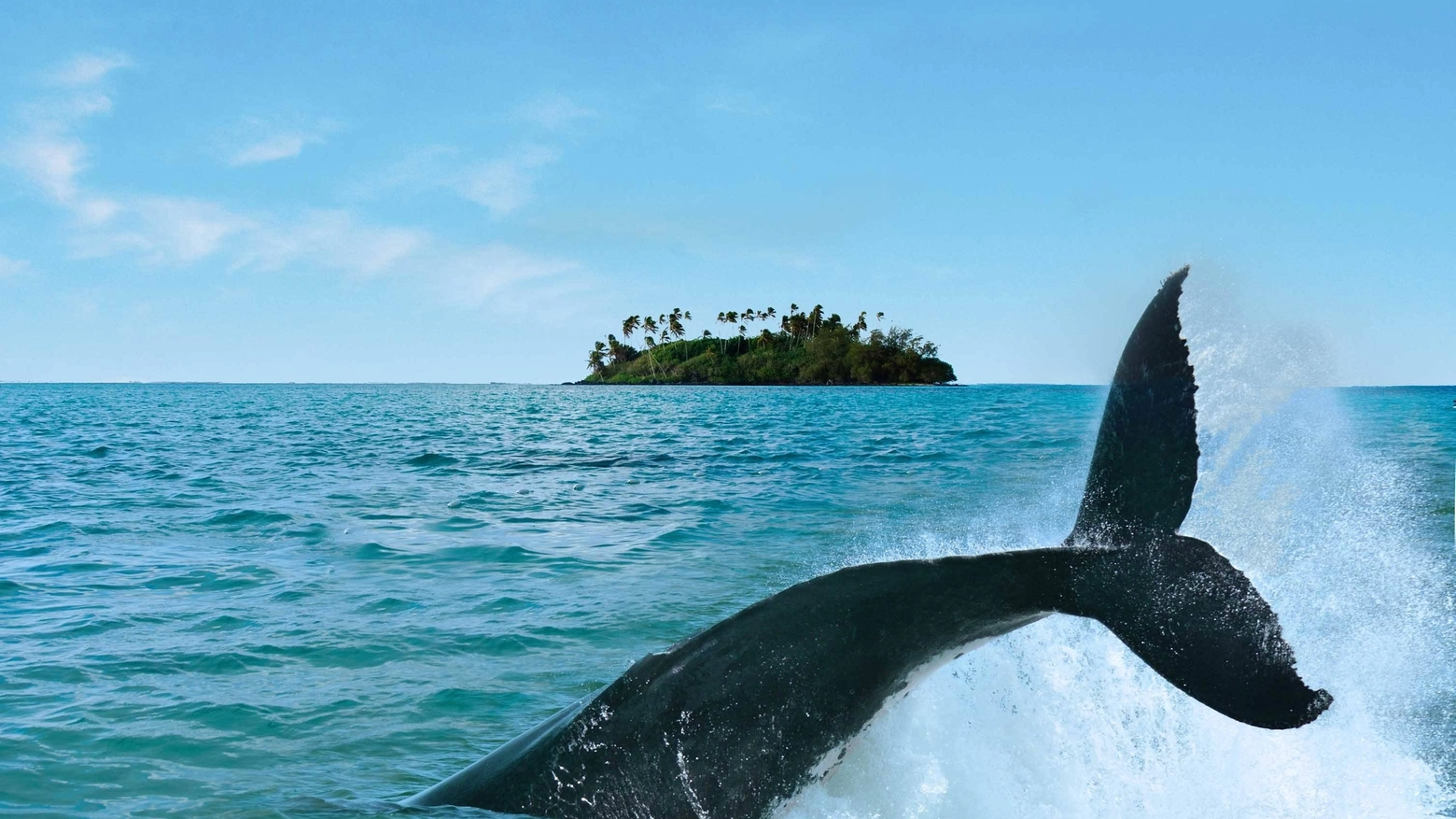Balena in una foto Olycom