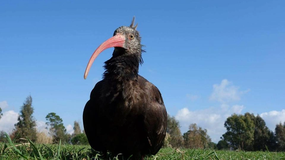 L'Ibis eremita sparito in Toscana