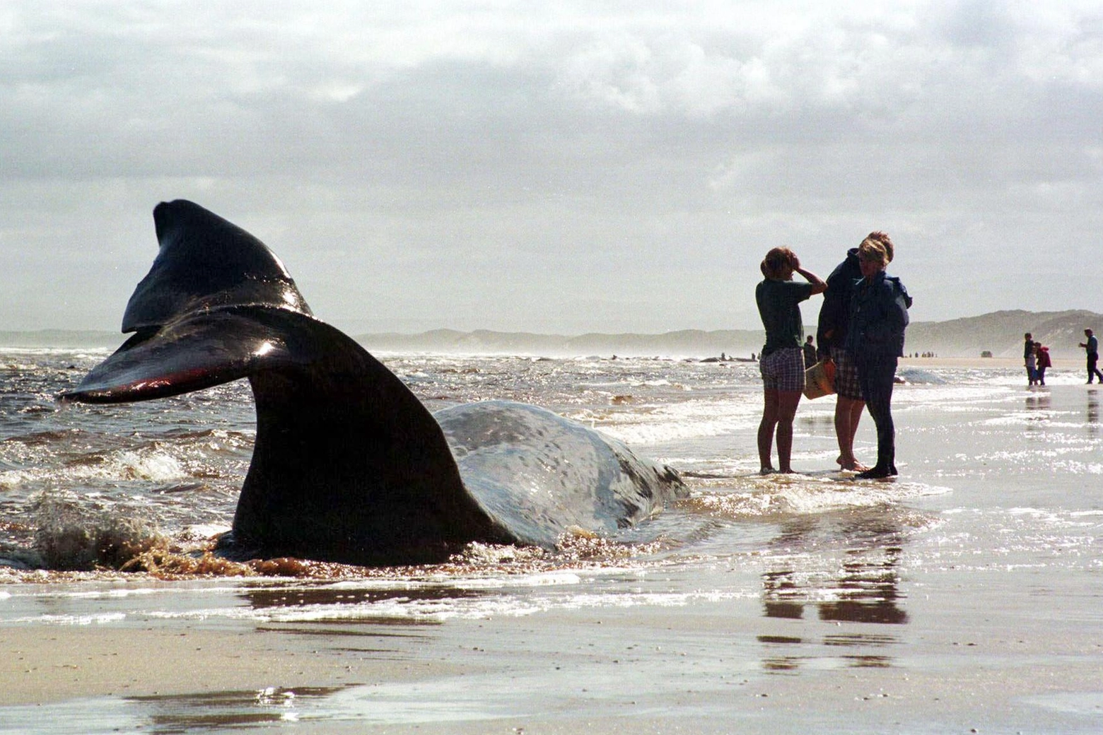 Centinaia di balene spiaggiate in Australia: un mistero