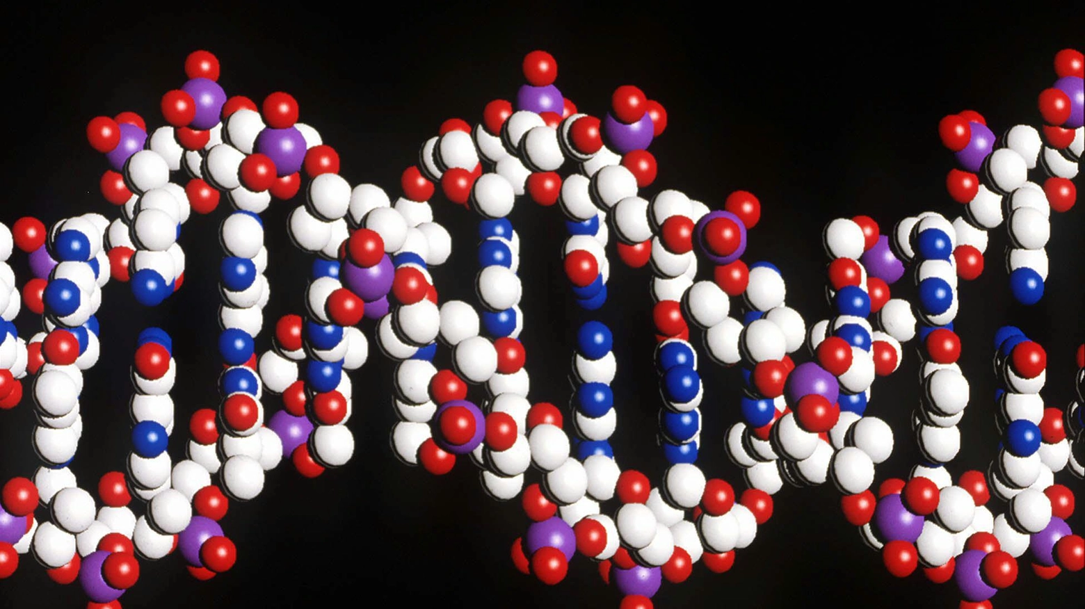 Scienziati Usa studiano creazione di genoma umano sintetico (Ansa)