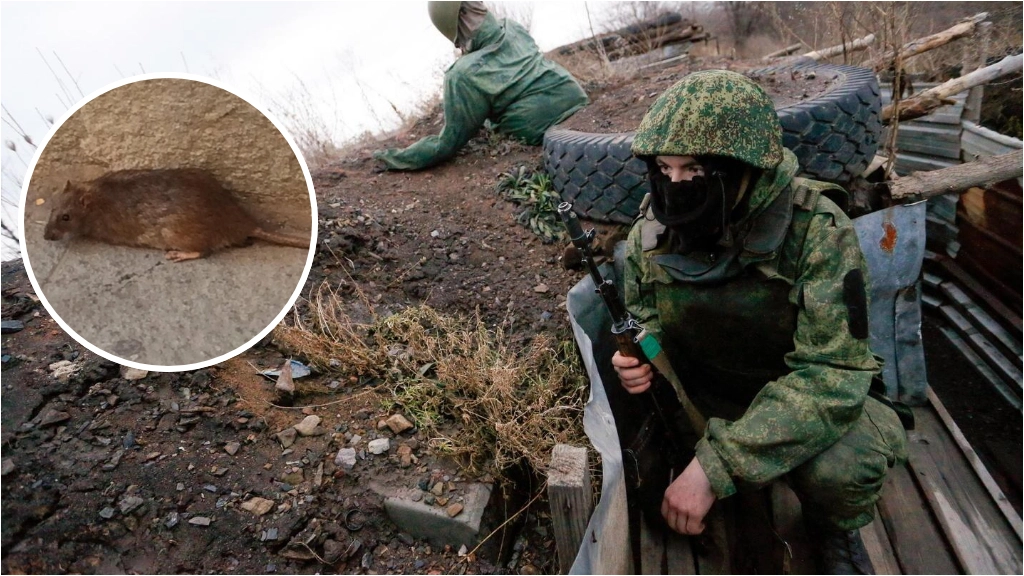 Le trincee di Russia e Ucraina sono infestate dai topi