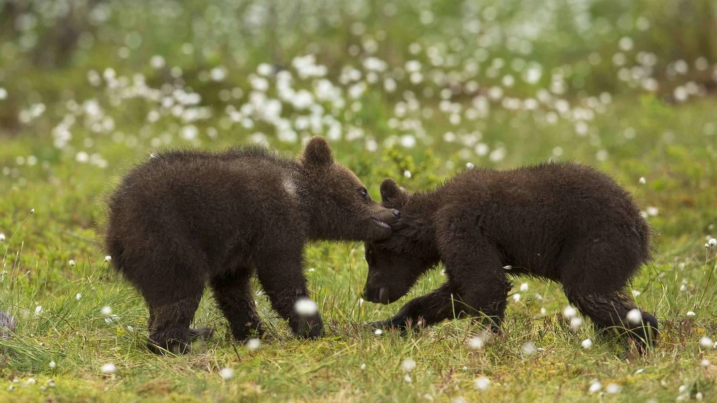 Cuccioli di orso in una foto Olycom