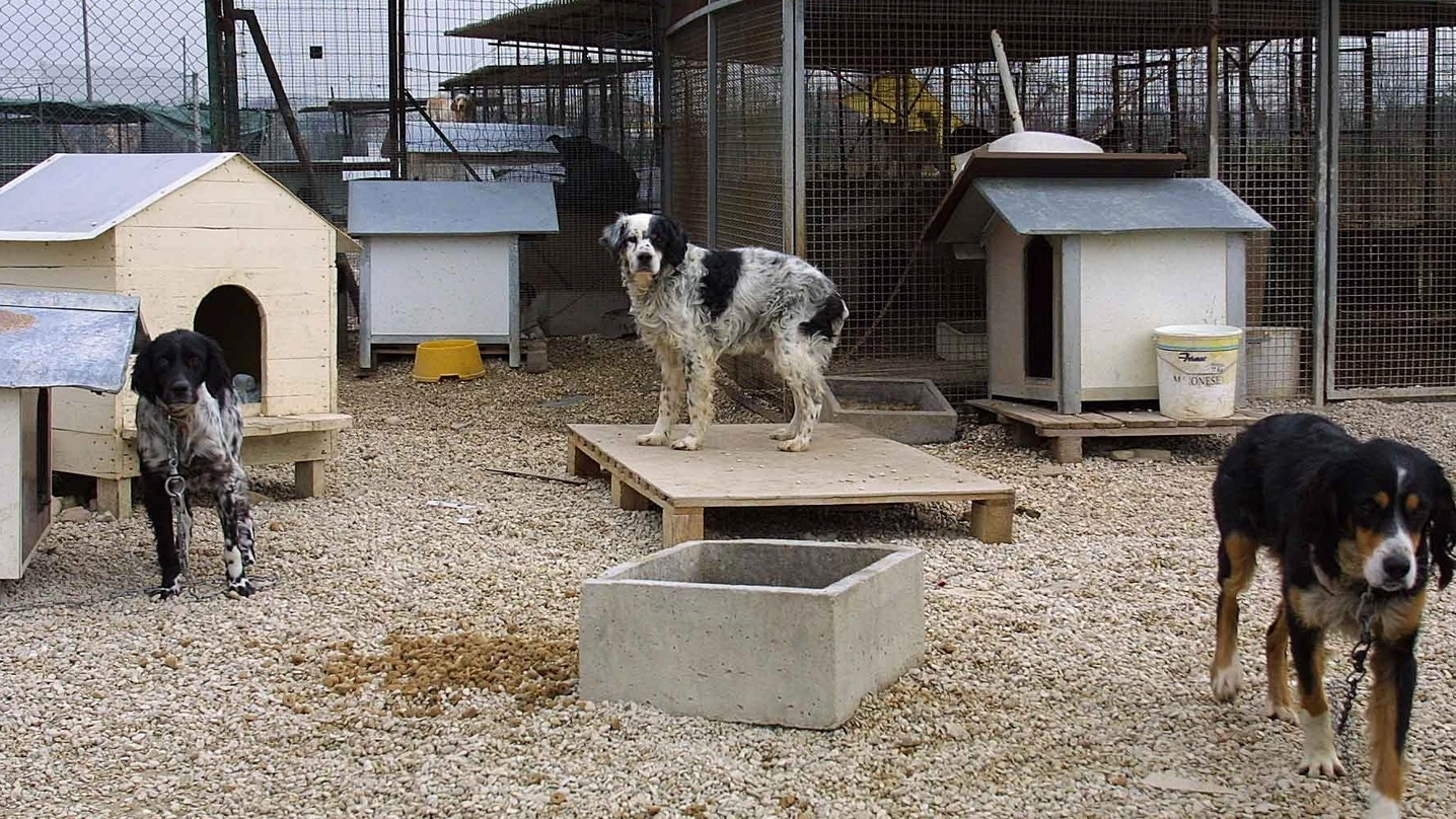 Il Comune ha bloccato le adozioni di cani.  «Non può farlo» (foto d’archivio)