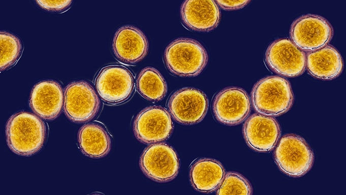 Lo Staphylococcus aureus, uno dei batteri minacciosi per l'uomo - foto BSIP SA / Alamy