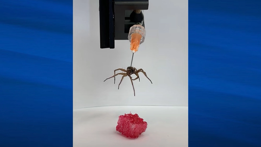 Un ragno trasformato in necrobot