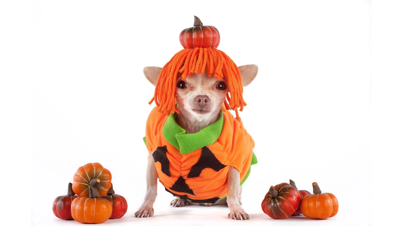 Costumi di Halloween per animali