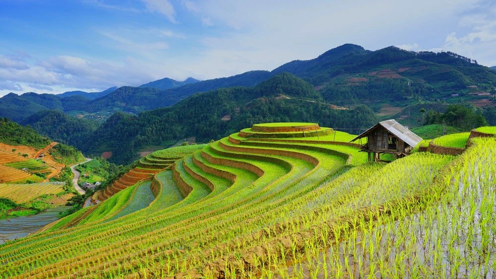 Campi di riso in Vietnam – Foto: naihei/iStock