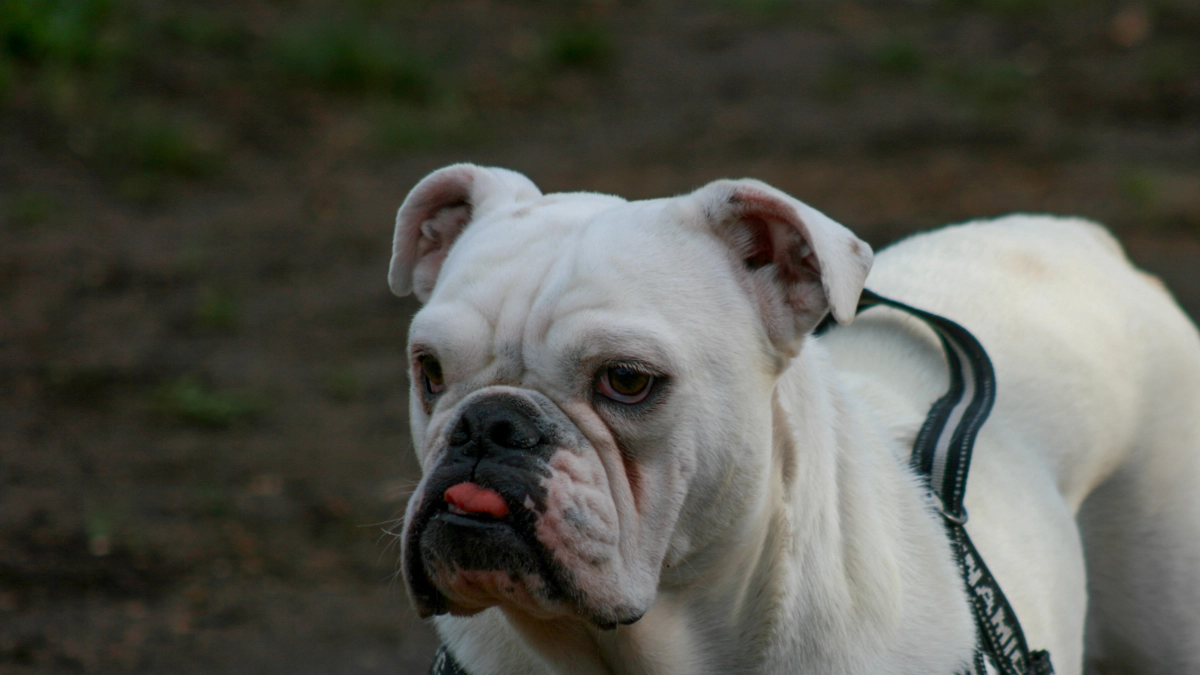 Bulldog in una foto L.Gallitto