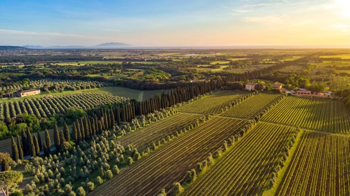 Bolgheri area in Tuscany with vineyards and olive trees at sunset, from drone
