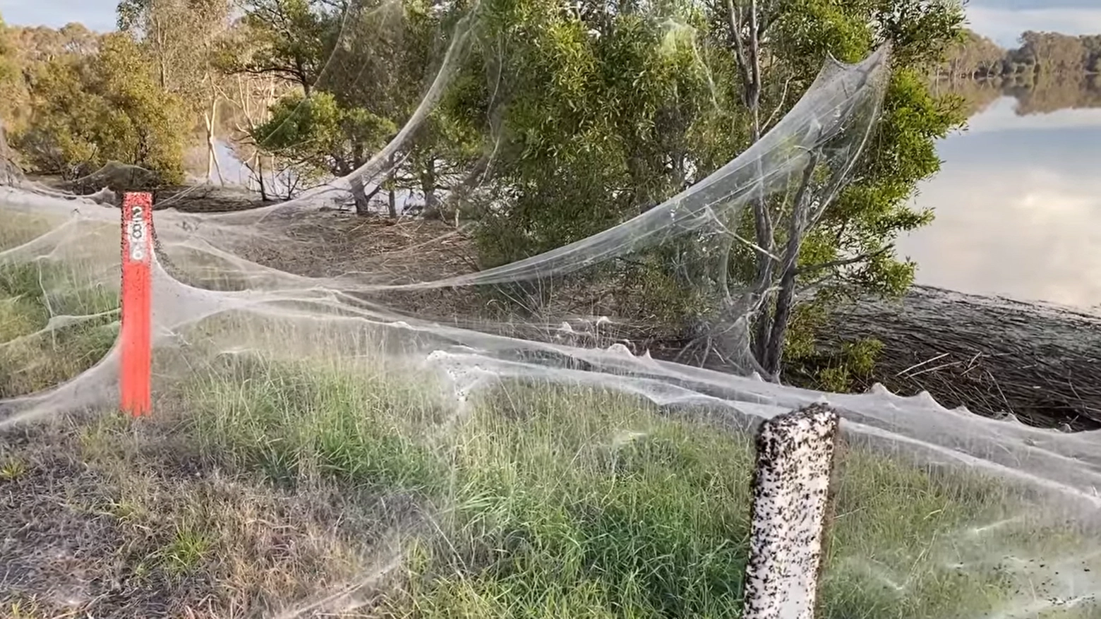 Australia, la foto dell'invasione di ragni (Facebook)