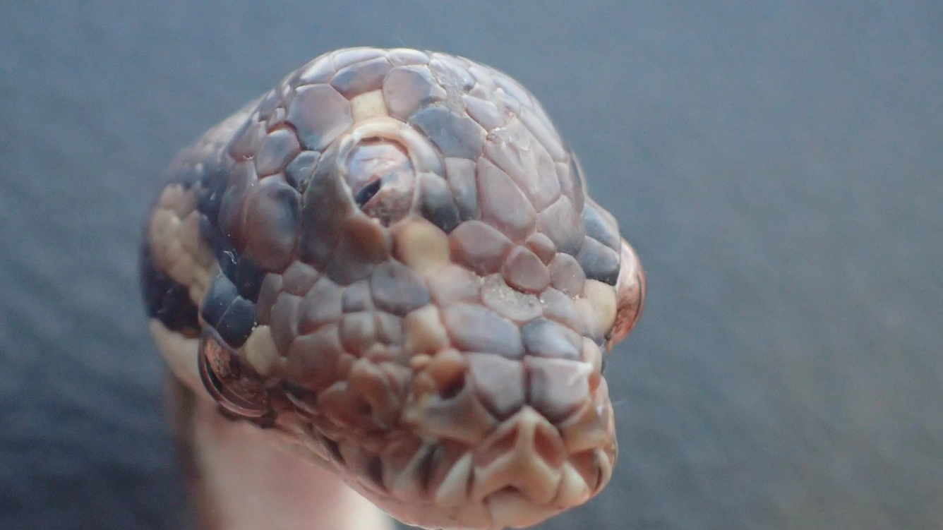Il serpente con tre occhi trovato in Australia (Facebook)
