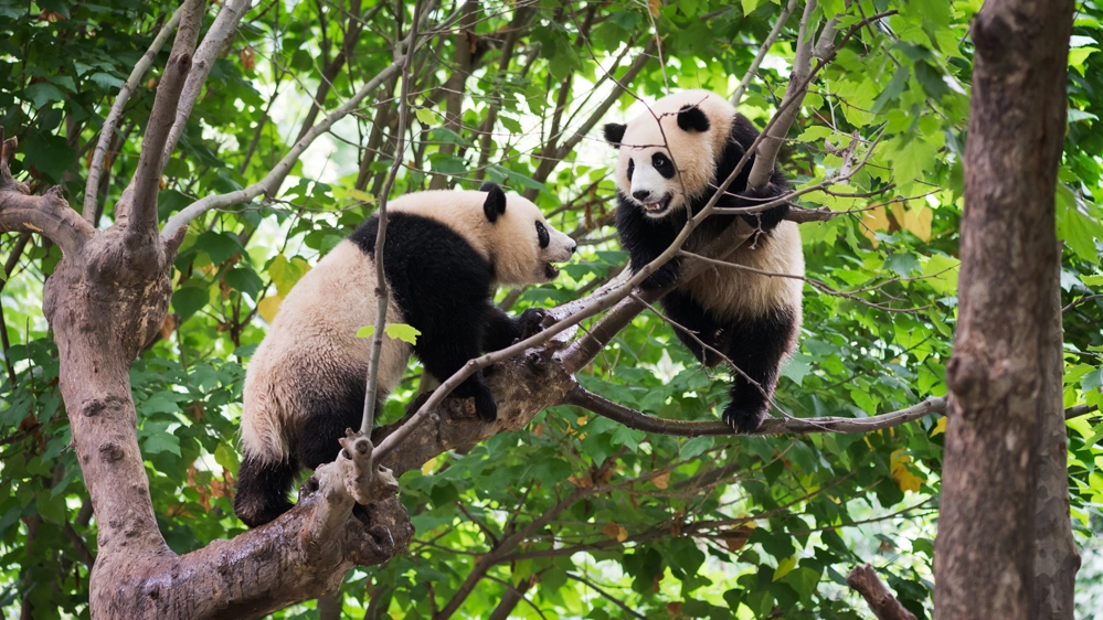 Il corteggiamento dei panda giganti in natura è lungo e complesso