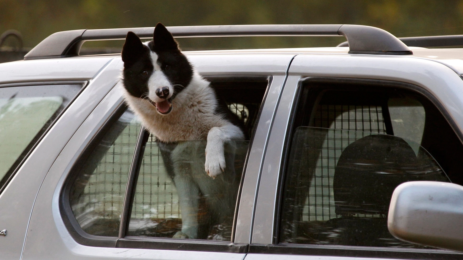 Cane in auto in una foto Reuters