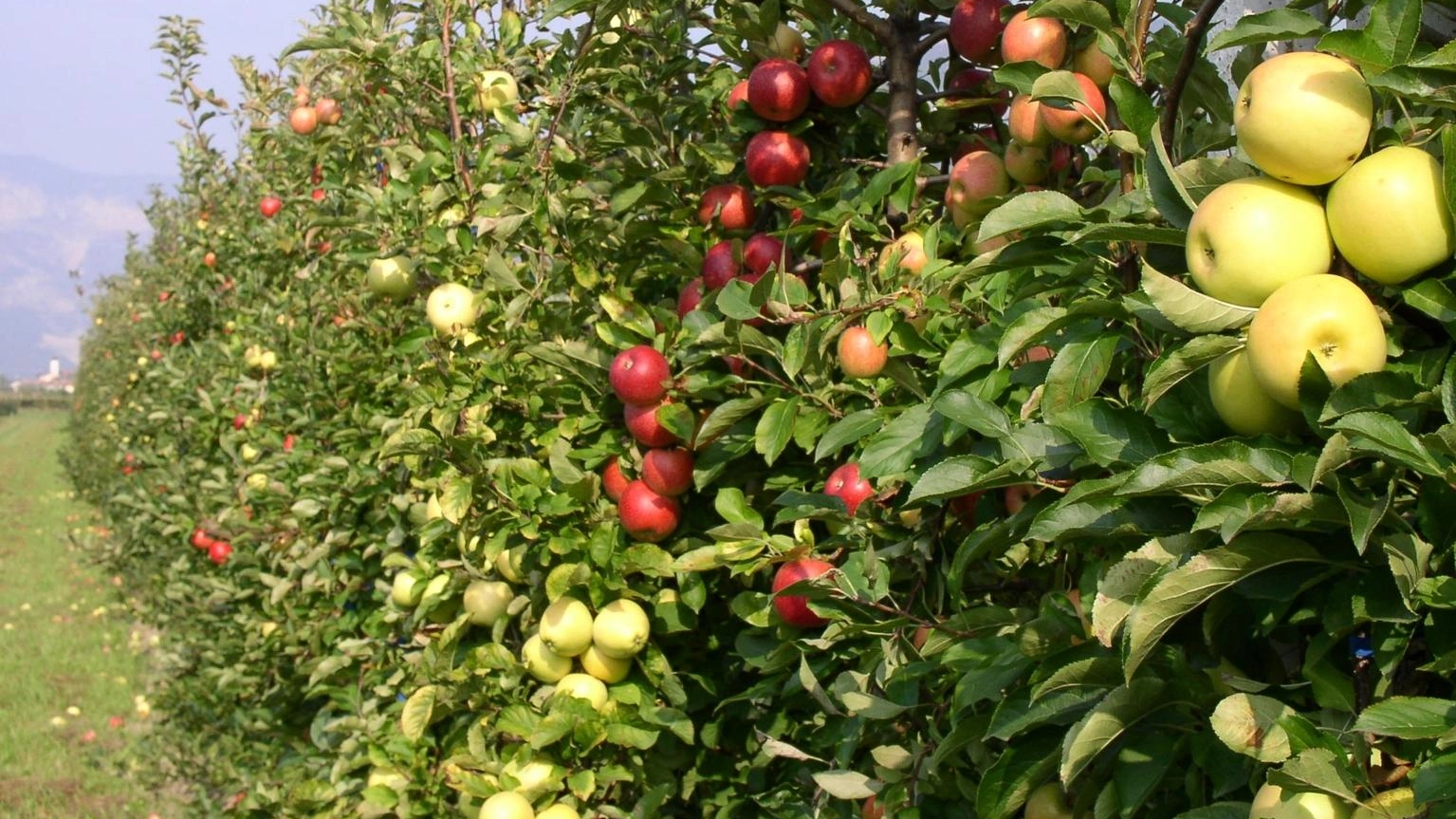 Produzione italiana di mele in crescita del 3% rispetto al 2022