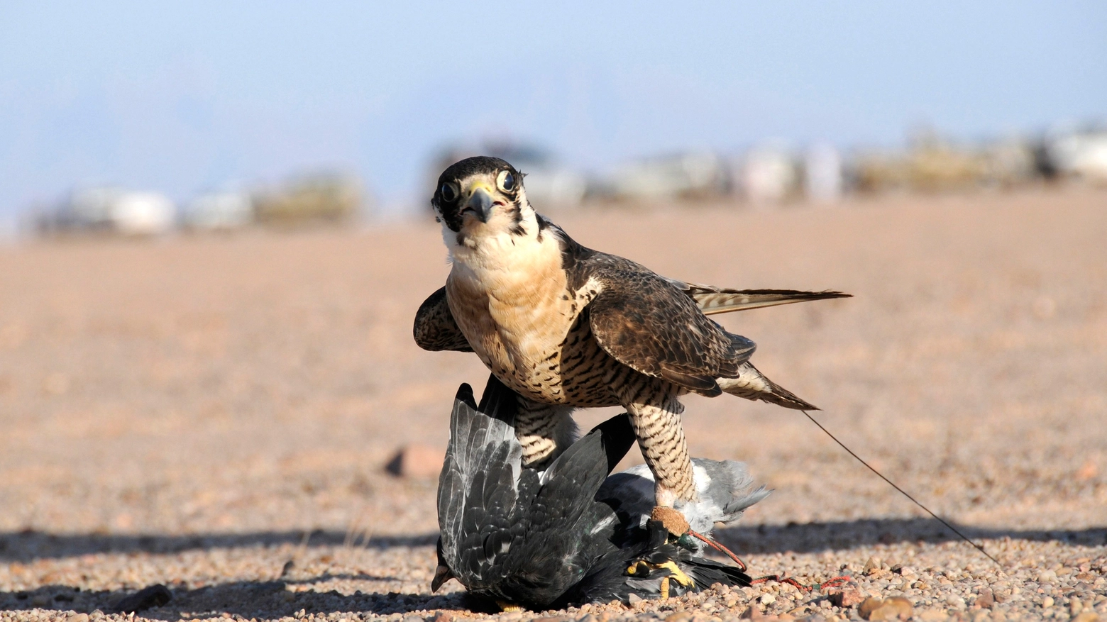 Falco sulla preda in una foto Reuters