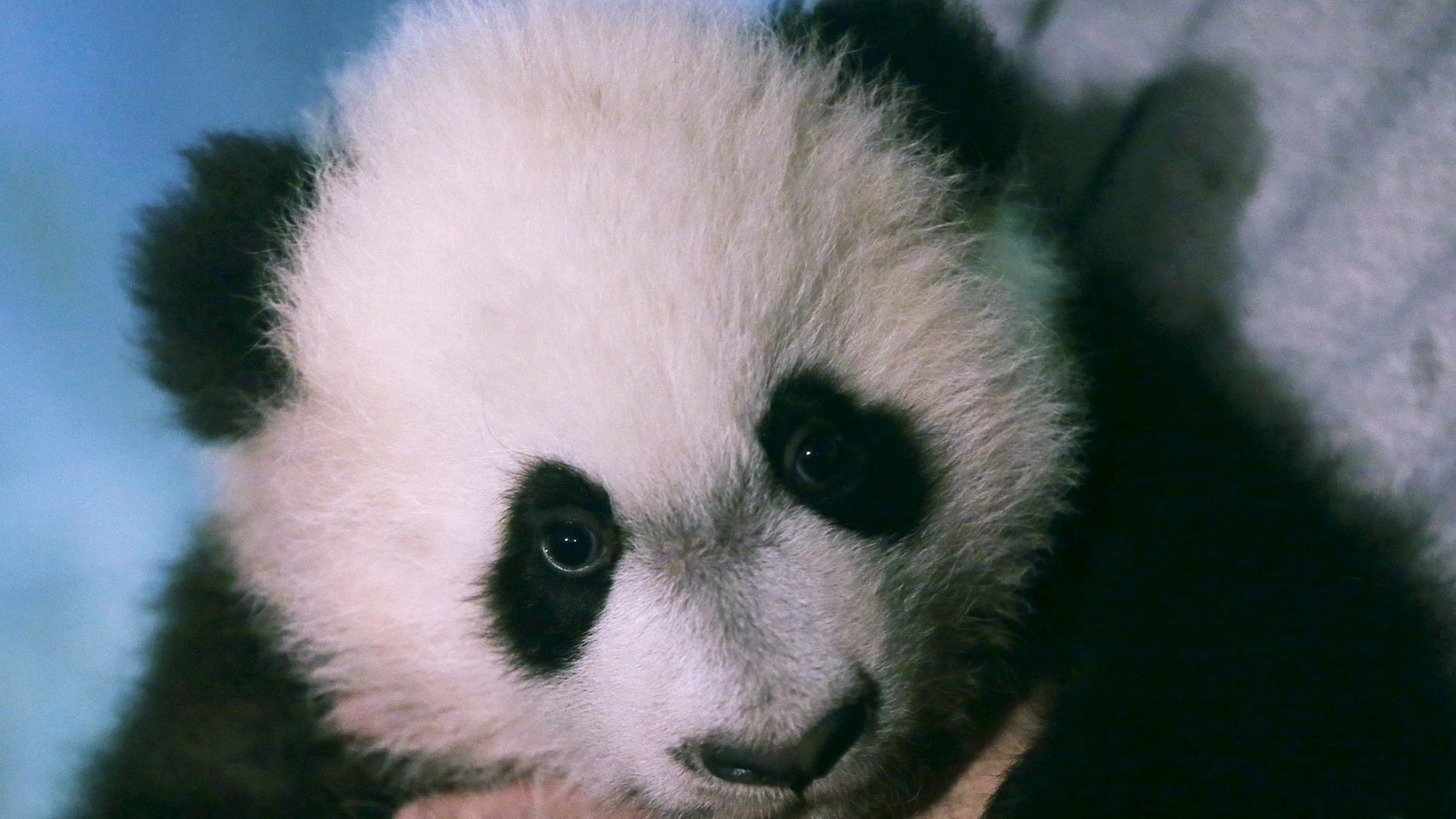 Cucciolo di Panda in una foto d'archivio (Lapresse)