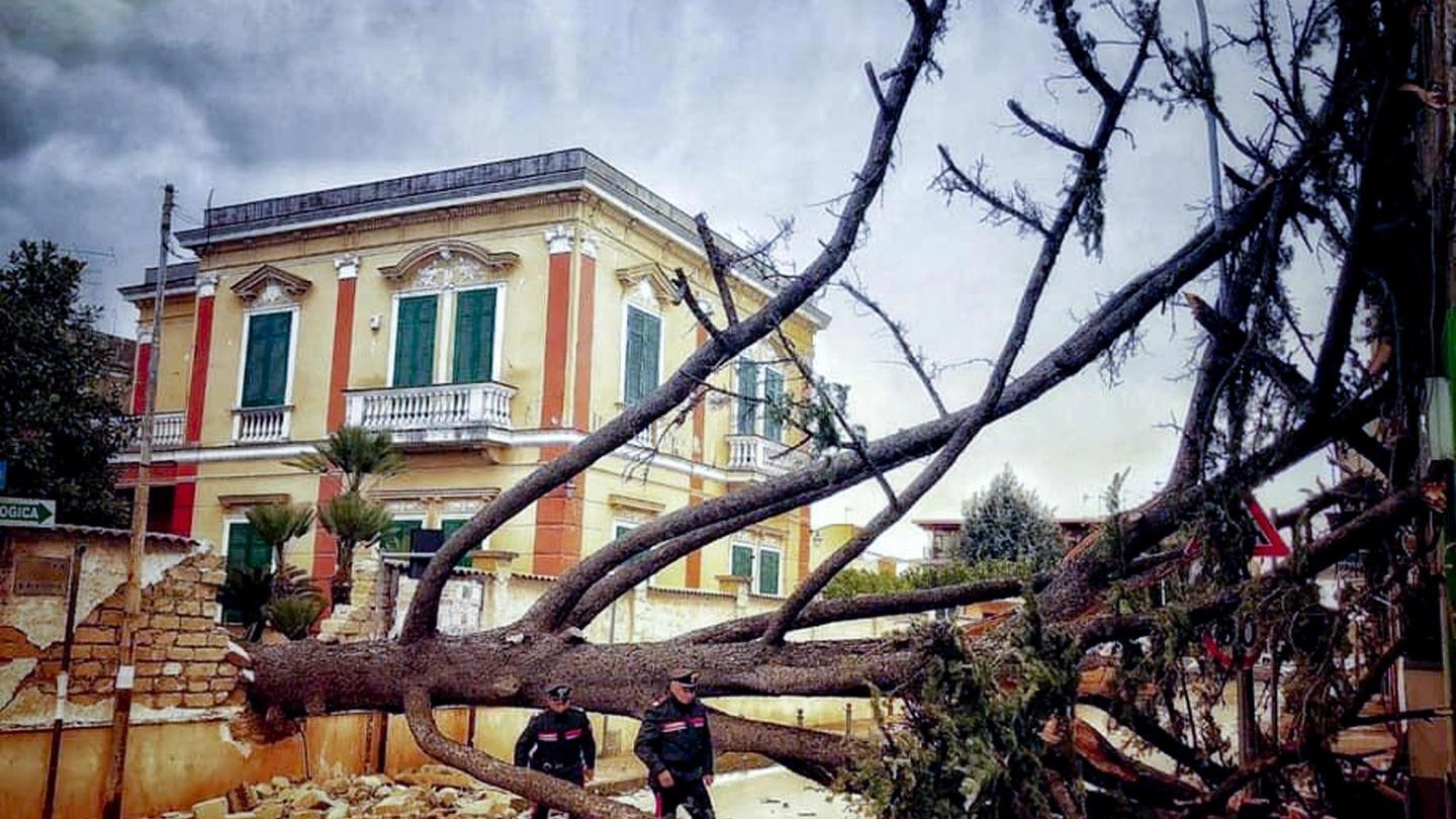 Albero caduto a Sant'Antimo, Napoli (Ansa)