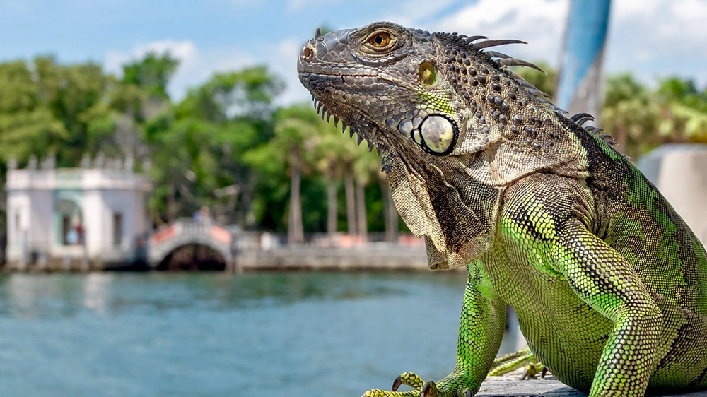 Le iguane prosperano in Florida grazie al clima subtropicale