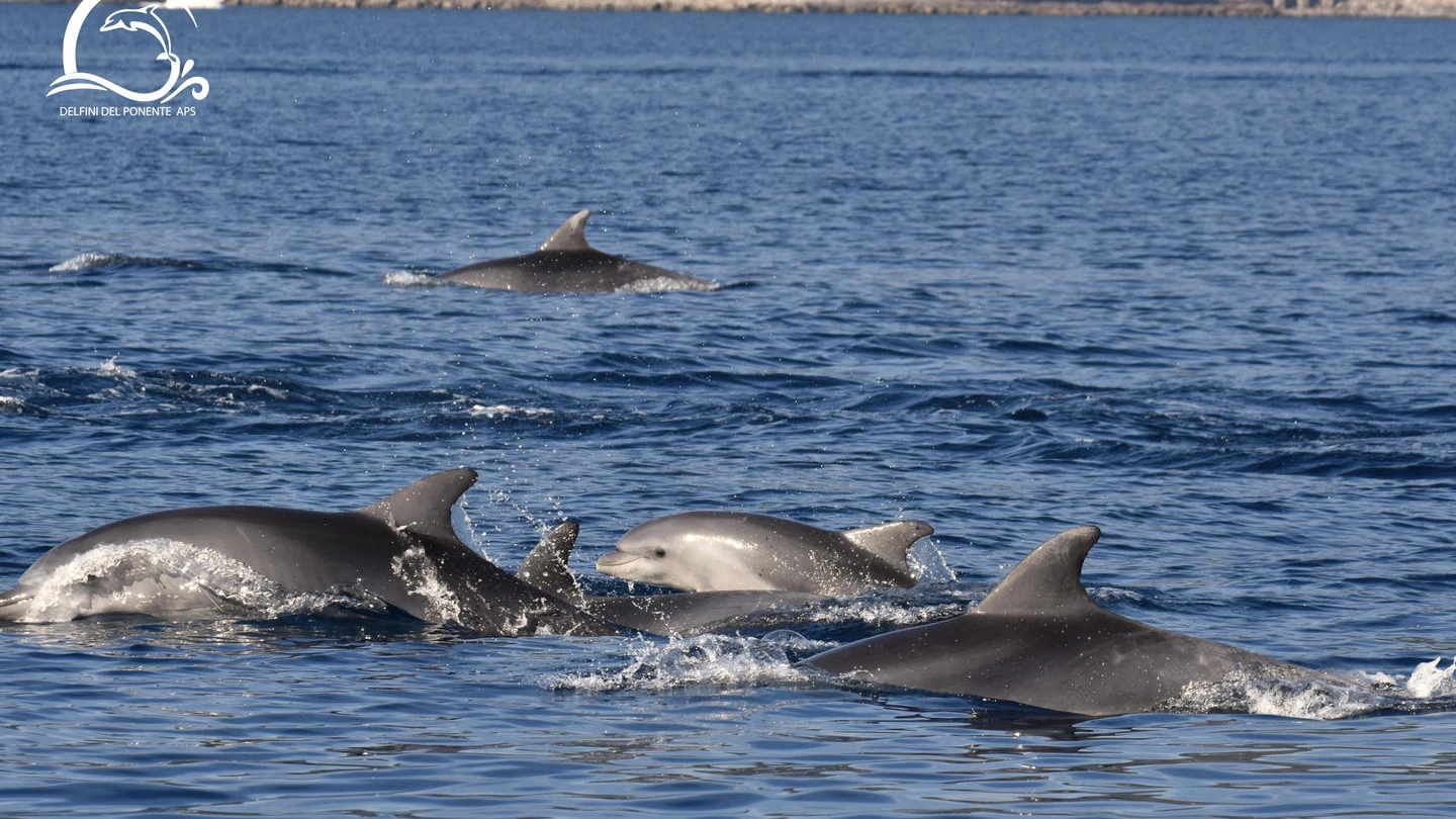 Un gruppo di oltre settanta esemplari di delfini tursiopi avvistato dai ricercatori 