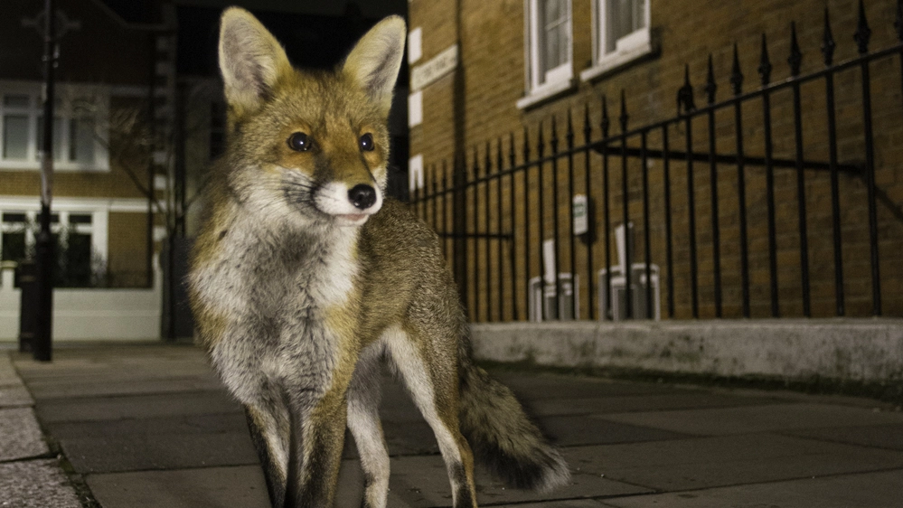 Una volpe nelle strade di Londra