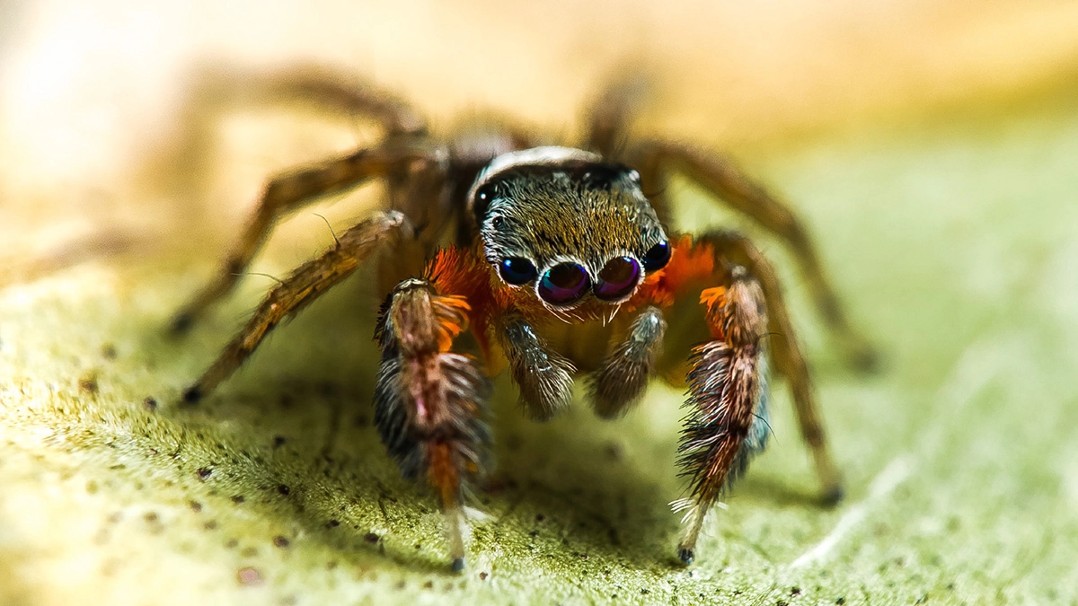 Una nuova specie di ragno saltatore (Foto: R. Whyte)