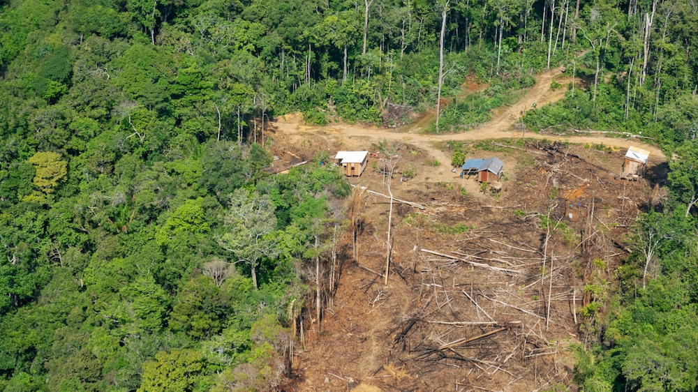 In un anno si sono persi 8000 kmq di foresta amazzonica- foto luoman istock