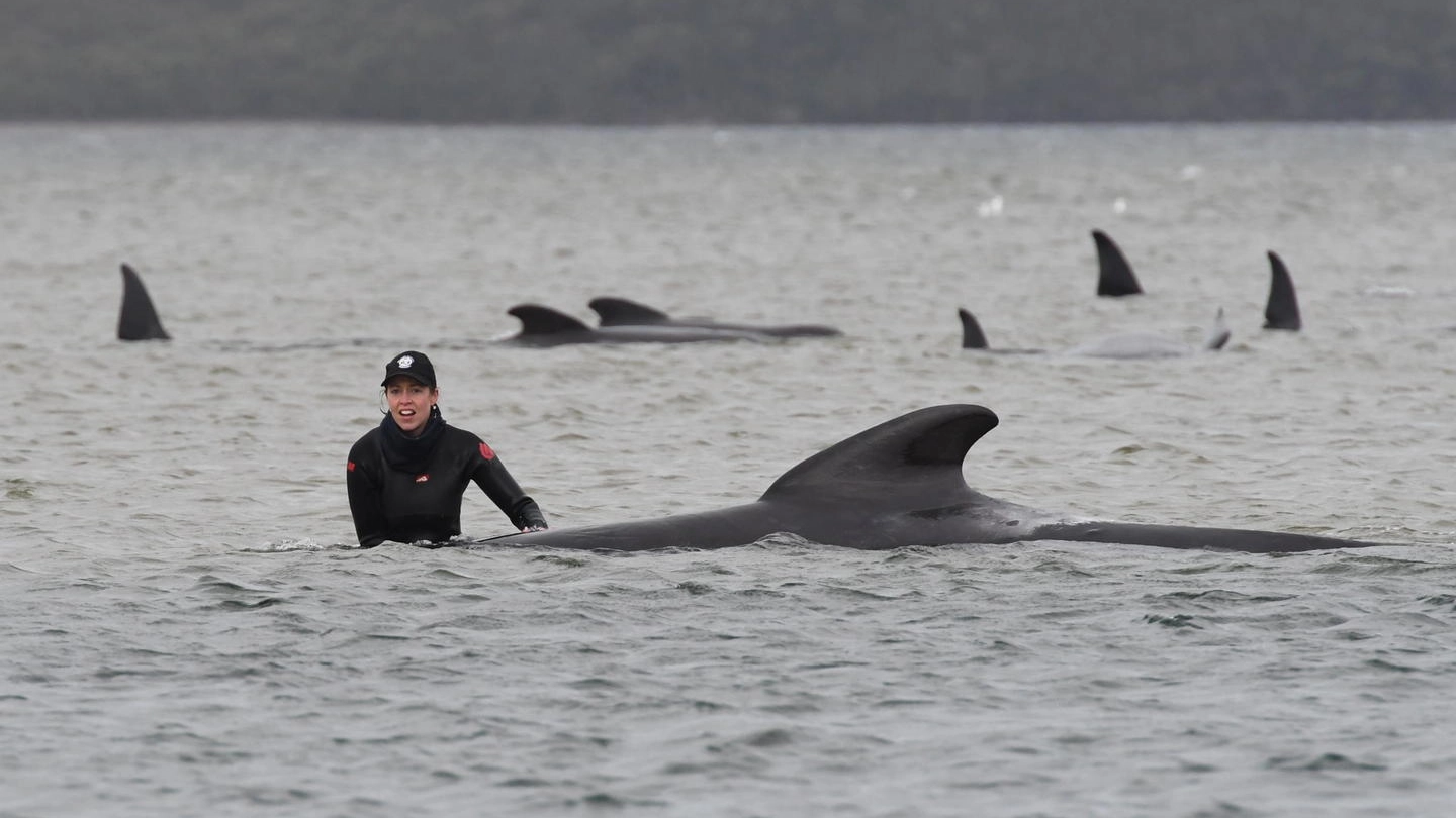 Balene spiaggiate in Tasmania, i volontari cercano di salvarle (Ansa)