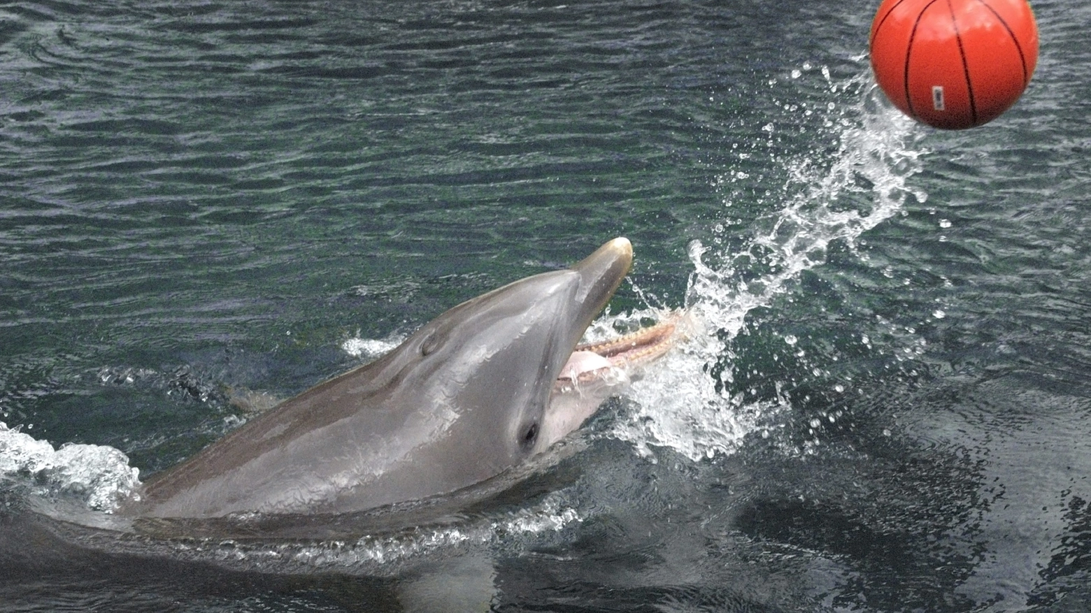 Delfino in uno spettacolo in una foto Olycom